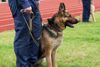 Dog on leash with owner at protection training