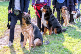 Dogs at a training session sitting next to their owners