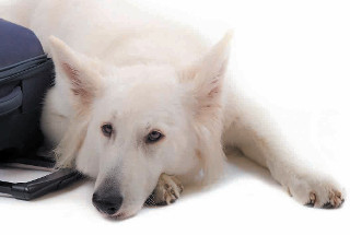 Dog lying against suitcase