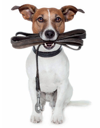 Dog sitting holding leash in mouth