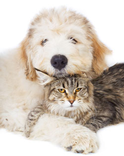 Dog and cat snuggled together