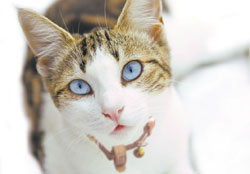 Close up photo of cat with collar and bell