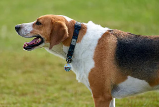 Dog wearing collar with tag on it
