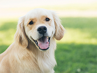 Dog with mouth open, in grassed area