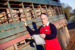 Livestock operator checking sheep in transport
