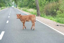 Calf standing on the road with car in background