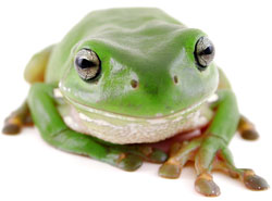 Green frog