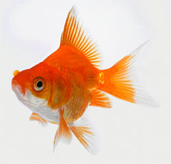 Goldfish