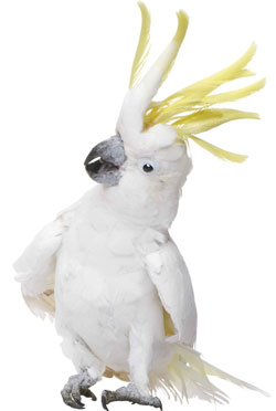 Cockatoo