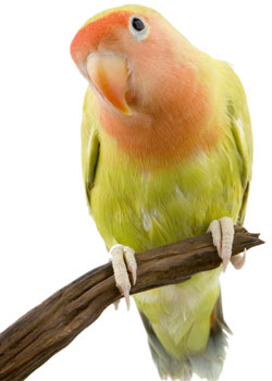 Lovebird perched on a stick
