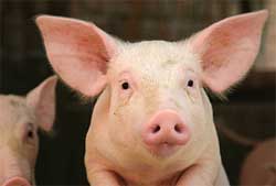 Healthy, clean pig with other pigs in background