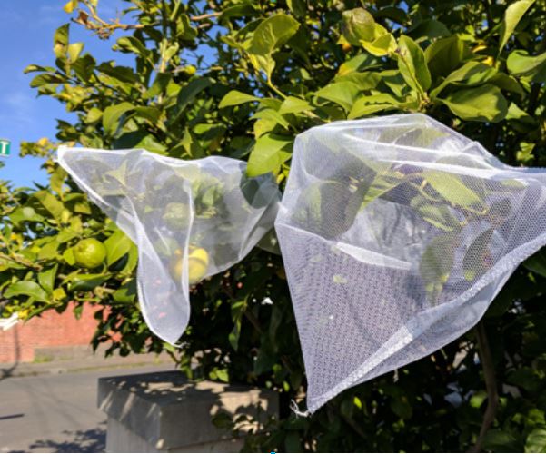 Citrus tree with two netting bags protecting individual branches