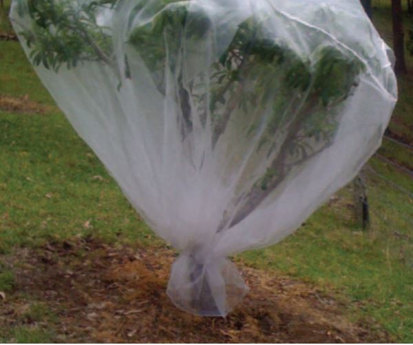 Tree with netting over it and gathered near the bottom of trunk