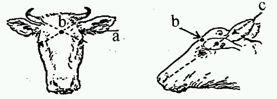 Diagram showing the position to shoot cattle as described in previous text 
