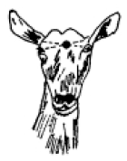 Diagram showing where to shoot a goat kid as described in the text between the eyes and ears