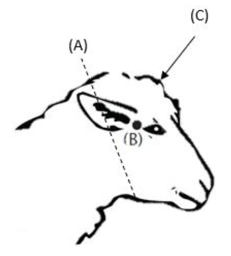 Diagram showing 3 options of the position the bullet needs to go through the sheep's head to humanely kill — described in the text to follow