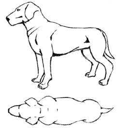 Sketch of ideal weight dog, no ribs showing and not too much fat