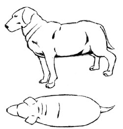 Sketch of obese dog with no body definition and rolls at neck and back