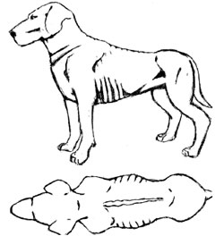 Sketch of dog with ribs showing at bottom of stomach