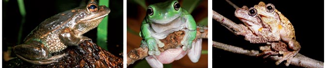 Set of three frogs sitting on branches. Brown frog, green frog and 2 brown frogs mating