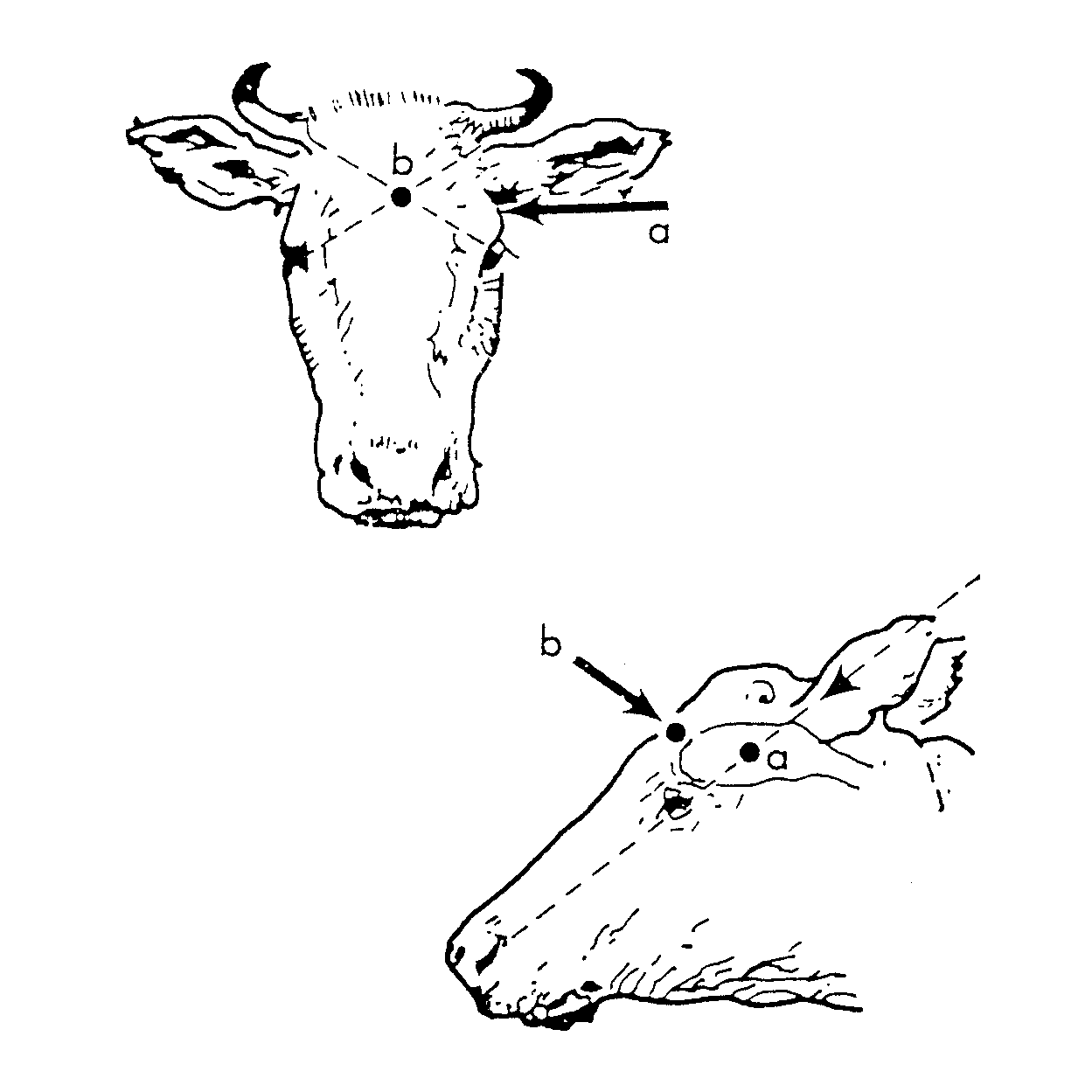 Figure 2 Diagram of head of cattle showing the correct angles for the frontal method and temporal method of humane destruction
