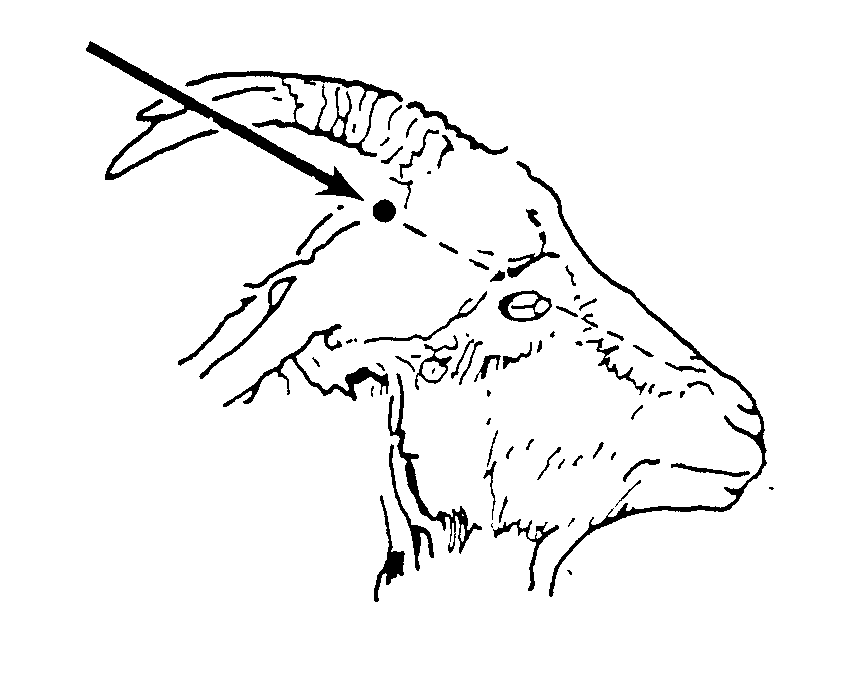 Figure 6 Diagram of goat's head showing the correct angle for the humane destruction of a goat