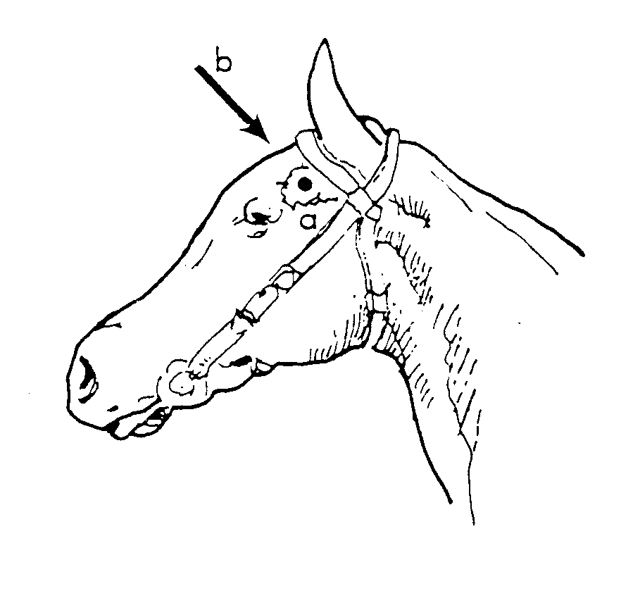 Figure 1 Diagram of a horse head showing the correct angles for the frontal method and temporal method of humane destruction