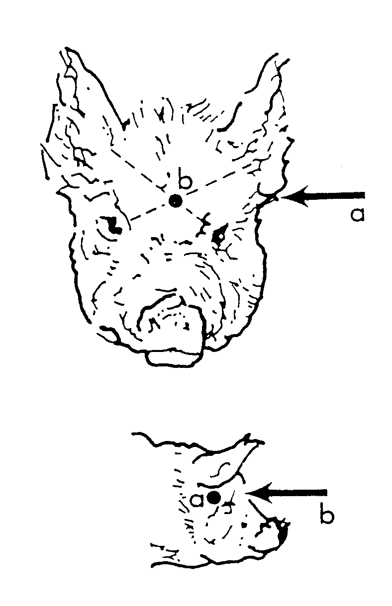 Figure 5 Diagram of pig's head showing the correct angles for the frontal method and temporal method of humane destruction