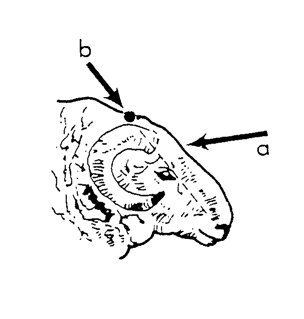 Diagram of ram head with horns showing the 2 correct angles for humane destruction of horned sheep and rams