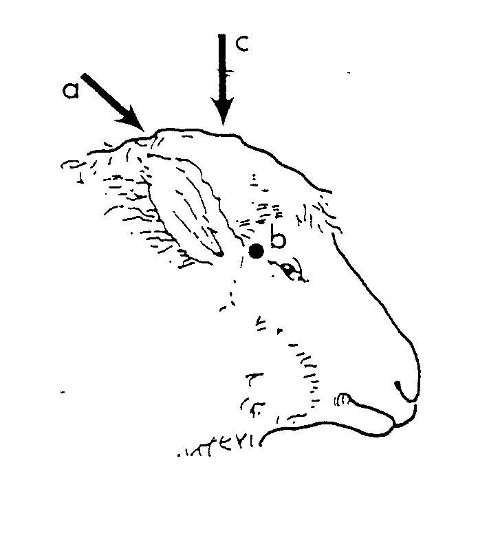 Figure 3 Diagram of sheep head without horns showing the 3 correct angles for humane destruction of hornless sheep and rams