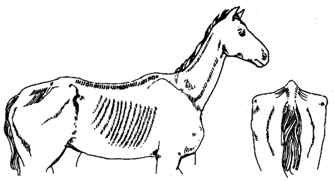 Diagram of horse in very poor condition, described in text to follow