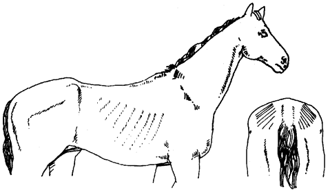 Diagram of horse in moderate condition, described in text to follow