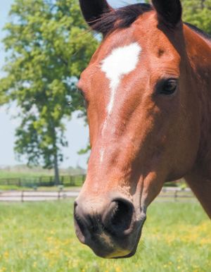 Brown and white horse in paddock