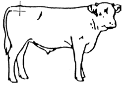 Locating the P8 site on cattle