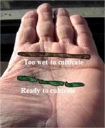 A man shows the worm test on his palm