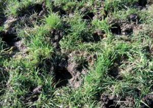 Light pugging damage to paddock