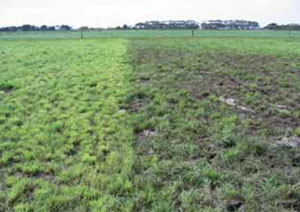 Light pugging damage to paddock
