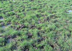 Medium pugging to paddock