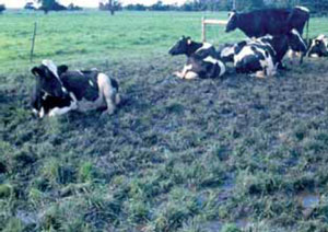 Medium pugging to paddock