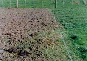 Severe pugging to paddock