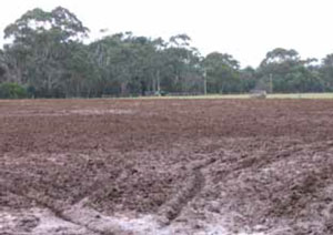 Severe pugging to paddock