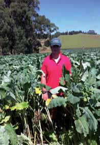 Farmer standing among a brassica crop