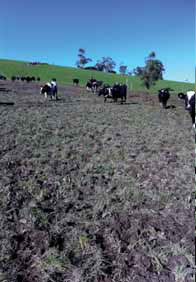 Very bare paddock with cows 