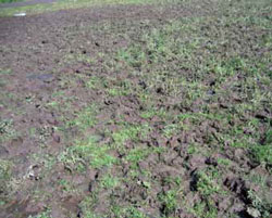 Mostly bare paddock with few patches of green