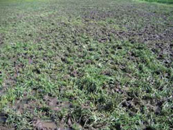 Paddock with some green and bare patches of ground