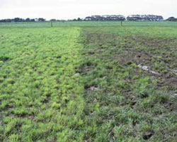 Paddock with mostly green with few patches of bare ground
