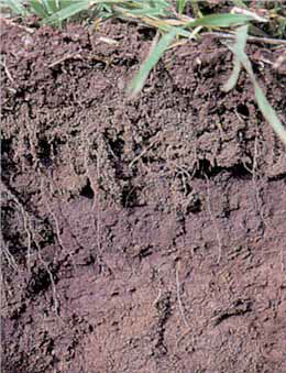 Cross-section of soil with a crumbly texture and many root paths