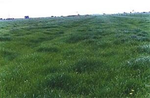 Figure 3 Green pasture with convex rows that form drainage hollows in between