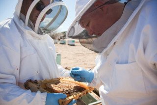2 people in beekeeper gear looking at a frame