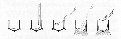 Diagram showing how to graft larva from a worker cell to a queen cup as described in the text to follow